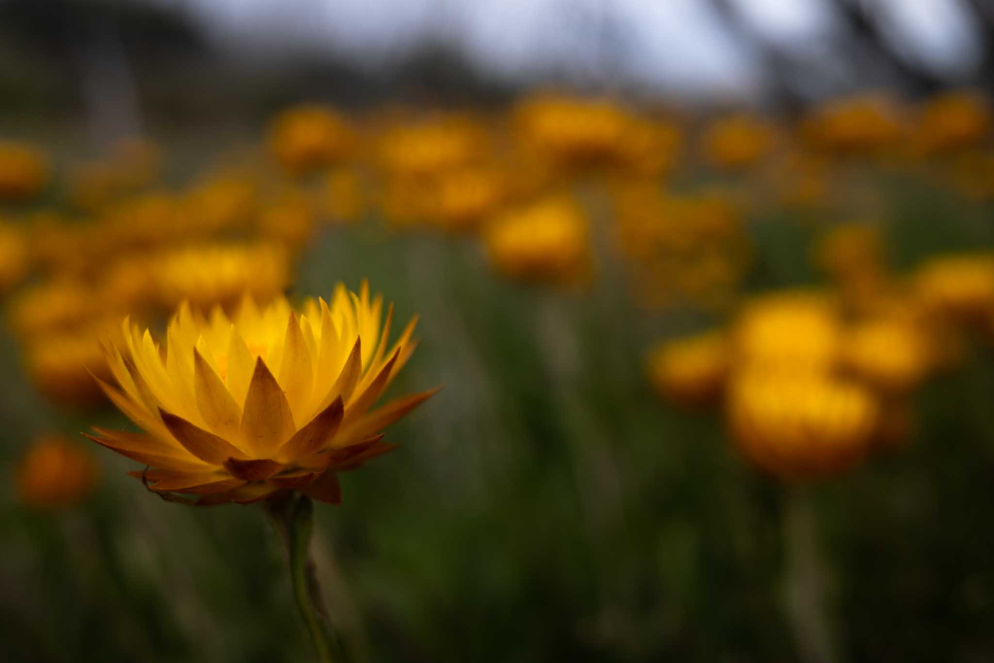 Flowers in the Victorian Alps, Ricoh GRiii, Nicholas Tierney.