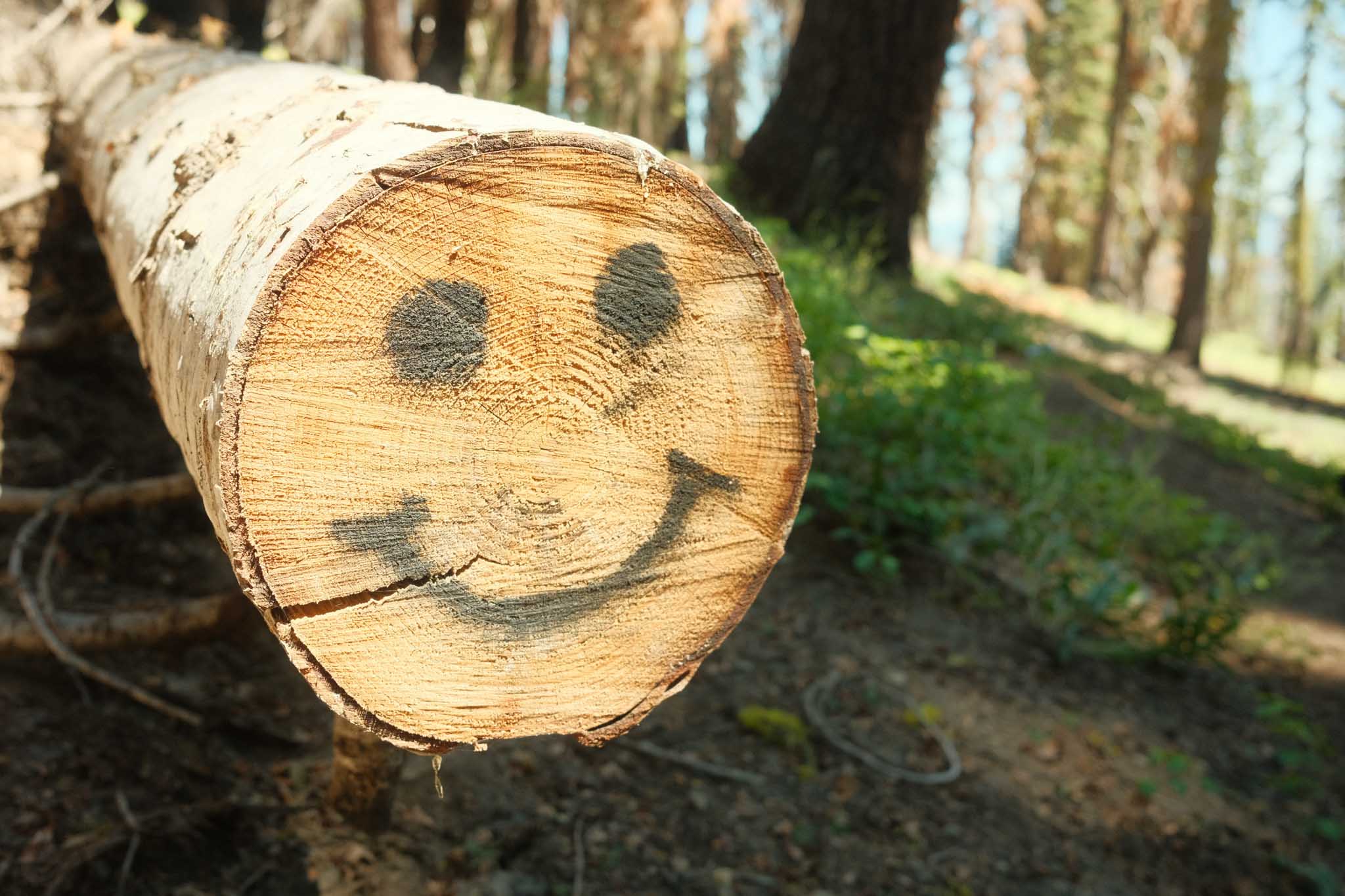 A Happy Log, near Echo Lake, California. Fuji X100V, Nicholas Tierney.